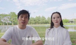 野生菌爆料视频大全集最新,探寻菌林奥秘，尽享美味之旅